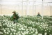 Australia đồng ý cho Việt Nam sử dụng hoạt chất thay thế glyphosate xử lý hoa xuất khẩu 