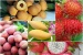 Thúc đẩy xuất khẩu trái cây sang EU tận dụng cơ hội từ EVFTA: Kinh nghiệm từ địa phương
